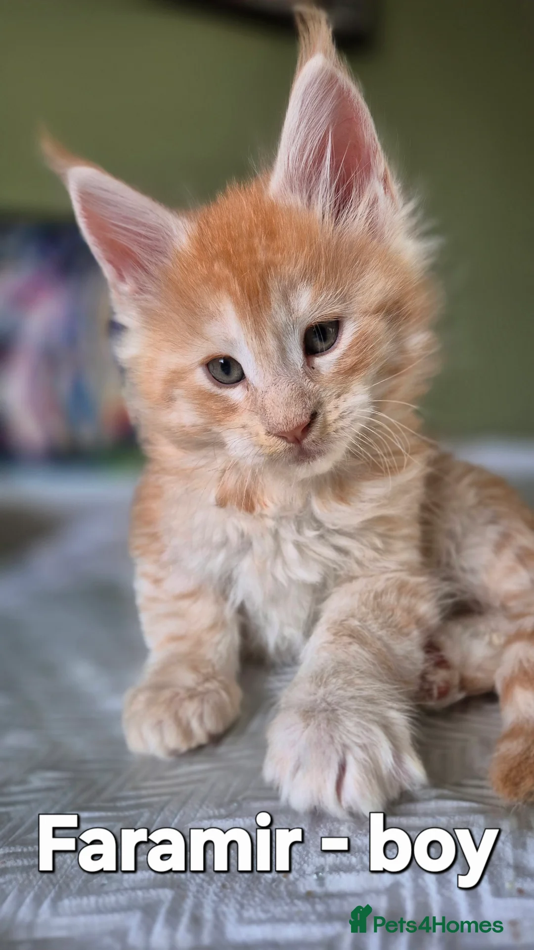 Maine Coon cats for sale: Maine Coon Kittens | TICA Parents | Health Tested - Advert 2