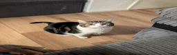 Mixed Breed cats for sale: Super Steve in need of a new home! - Advert 1