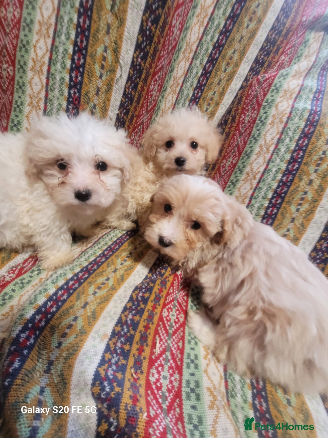 Miniature Poodle dogs for sale: Miniture poodle pups  - Advert 3