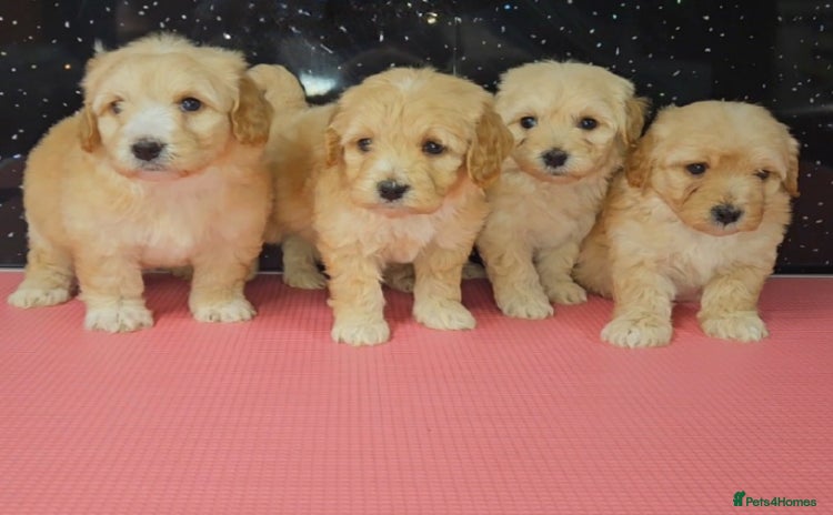 Maltipoo dogs - Advert 3