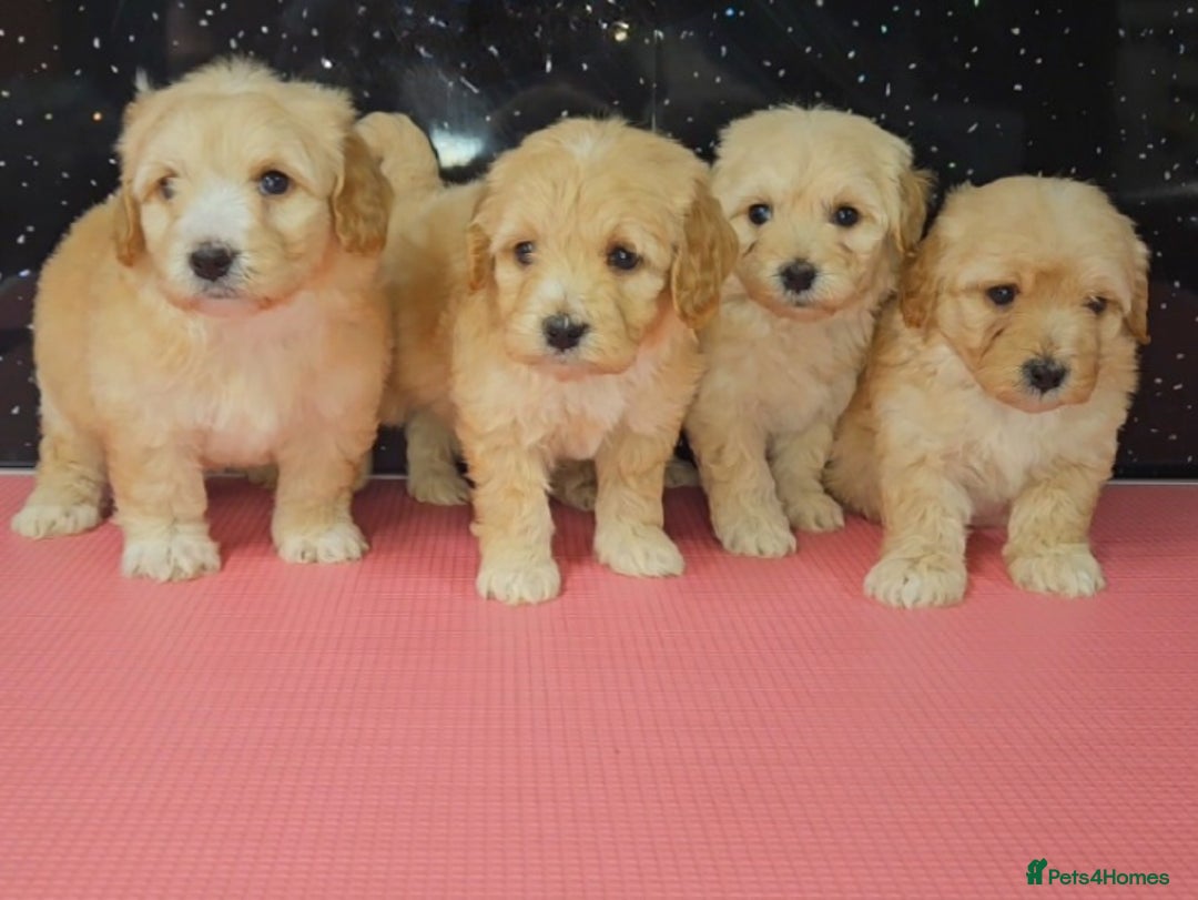 Maltipoo dogs for sale: Quality Champion Apricot Teddy toy Maltipoo's 🧸 - Image 1
