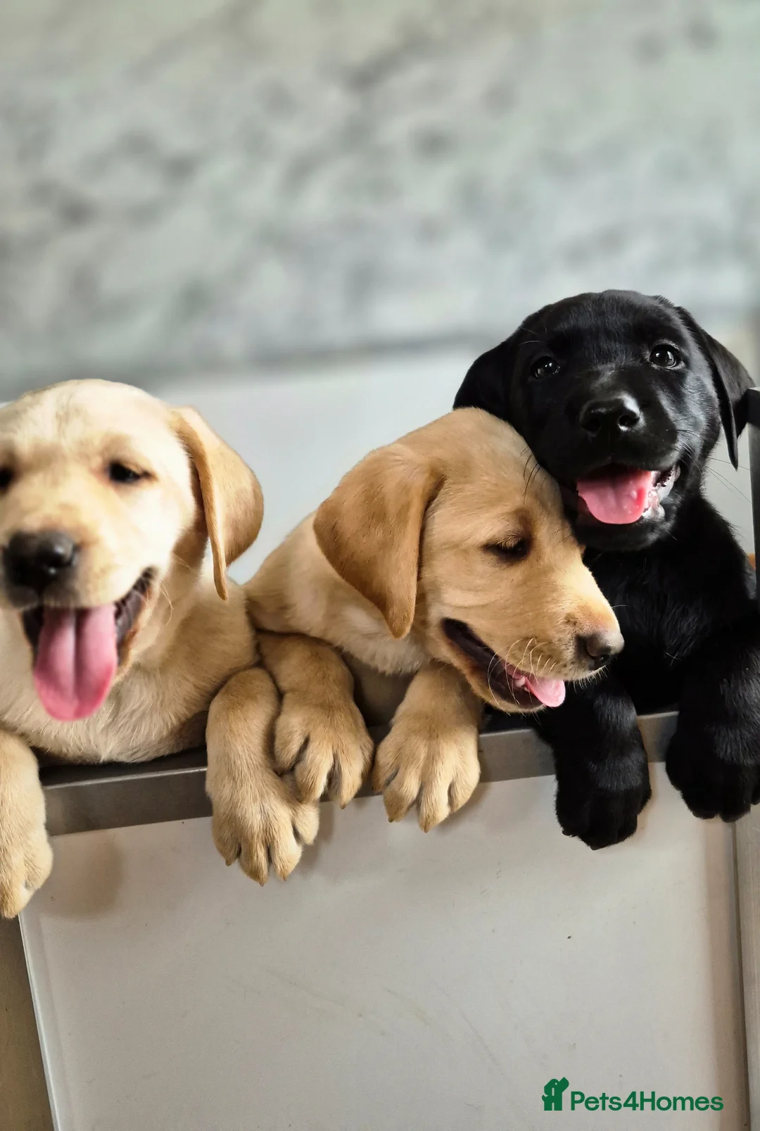 Labrador Retriever dogs for sale: KC Registered, ready now. Outgoing pups - Advert 12