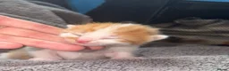 Mixed Breed cats for sale: 6 beautiful kittens  - Advert 8