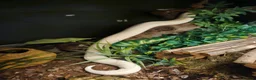 Python Snake reptiles for sale: BEL Python looking for a new home in Gloucester - Advert 7