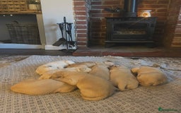 Goldendoodle dogs for sale: Goldendoodle puppies  - Image 7