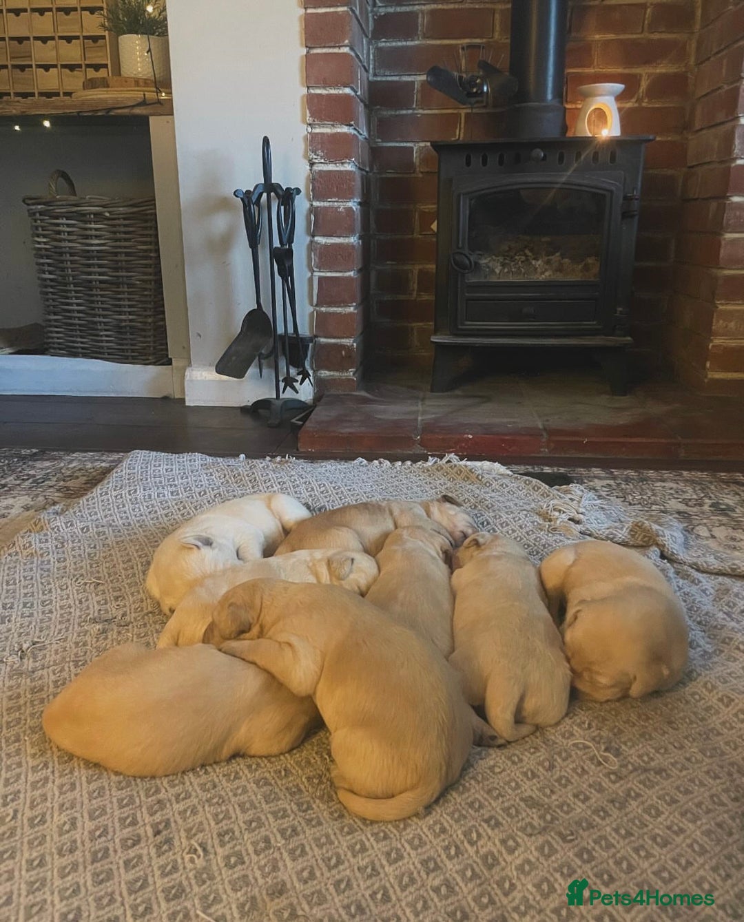 Goldendoodle dogs for sale: Goldendoodle puppies  - Image 7