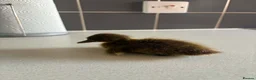Ducks poultry for sale: Mixed Ducklings For Sale - Advert 3
