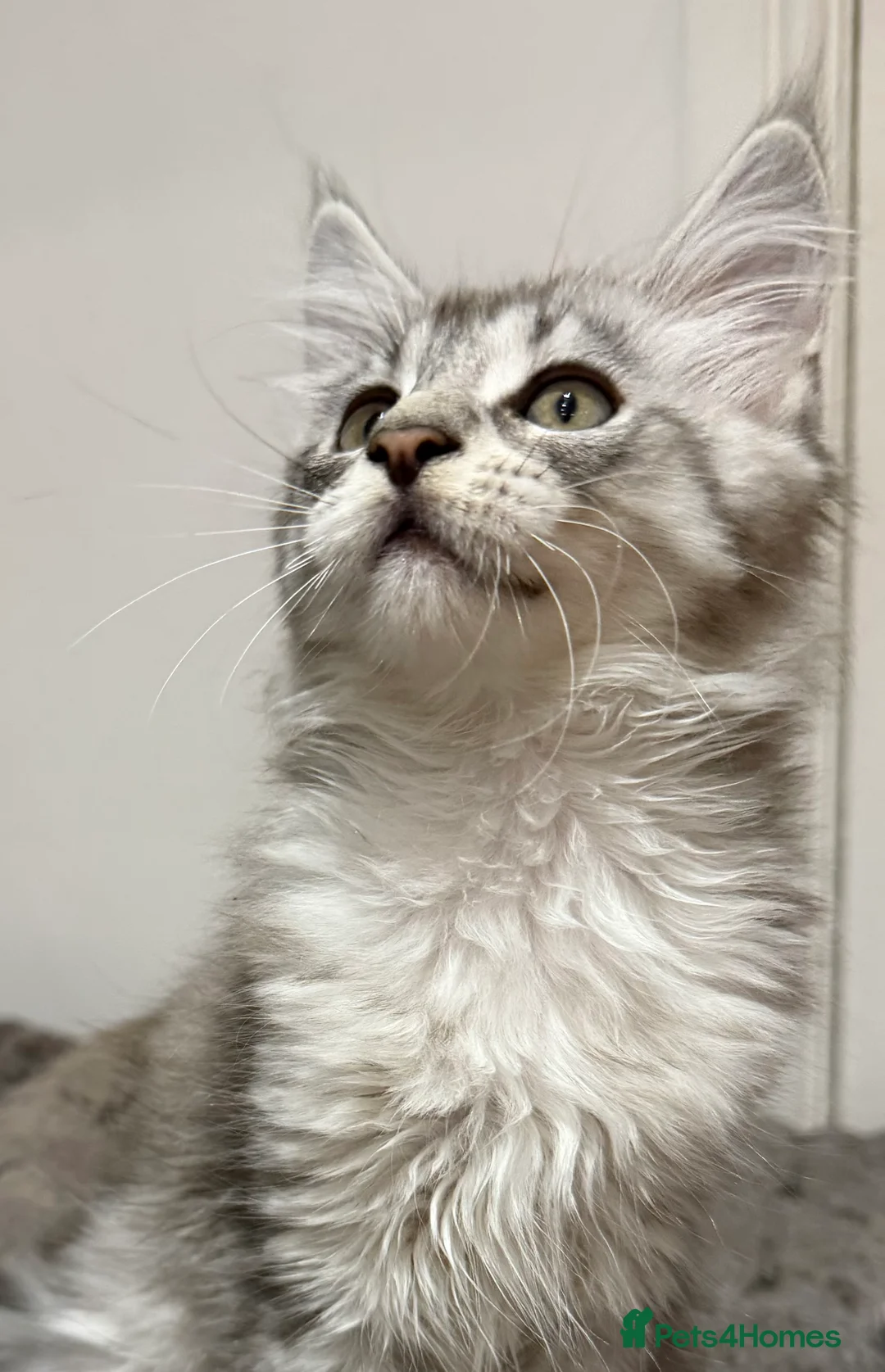 Maine Coon cats for sale: Stunning Black Silver Shaded Maine Coon Kittens - Advert 15