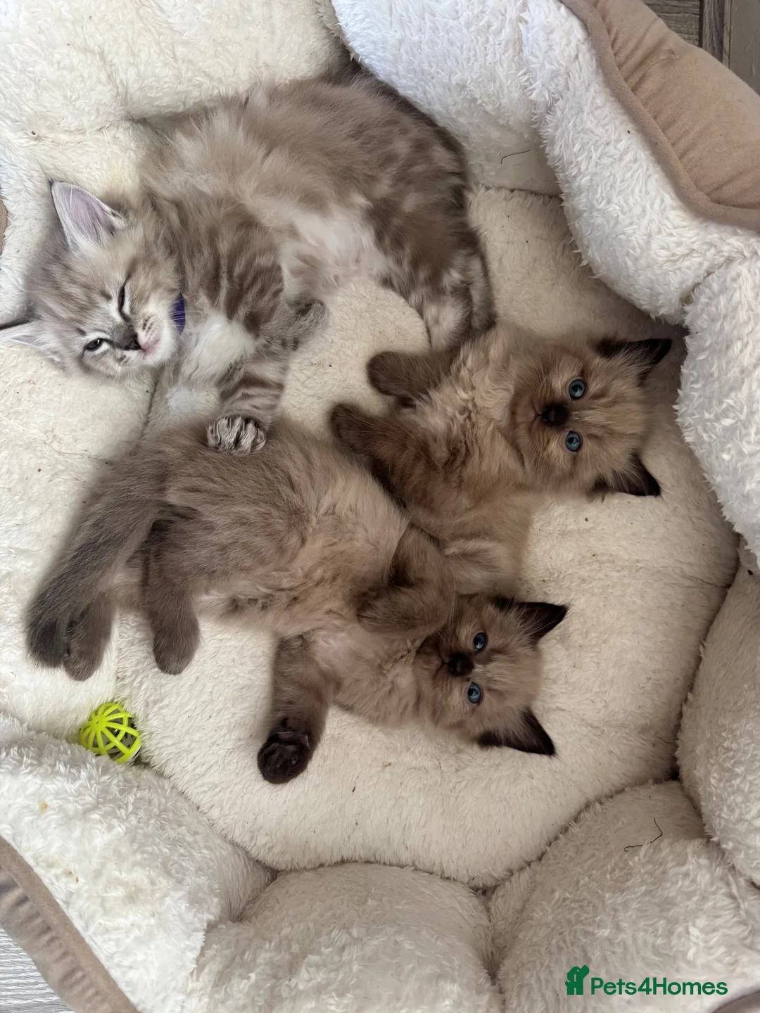 Ragdoll cats for sale: Ragdoll kittens  in Blackburn - Advert 24