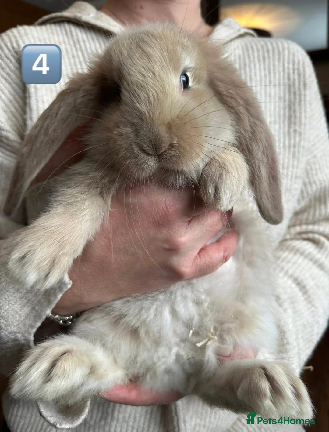 French Lop rabbits for sale: Gorgeous French Lop babies ❤️ - Advert 4