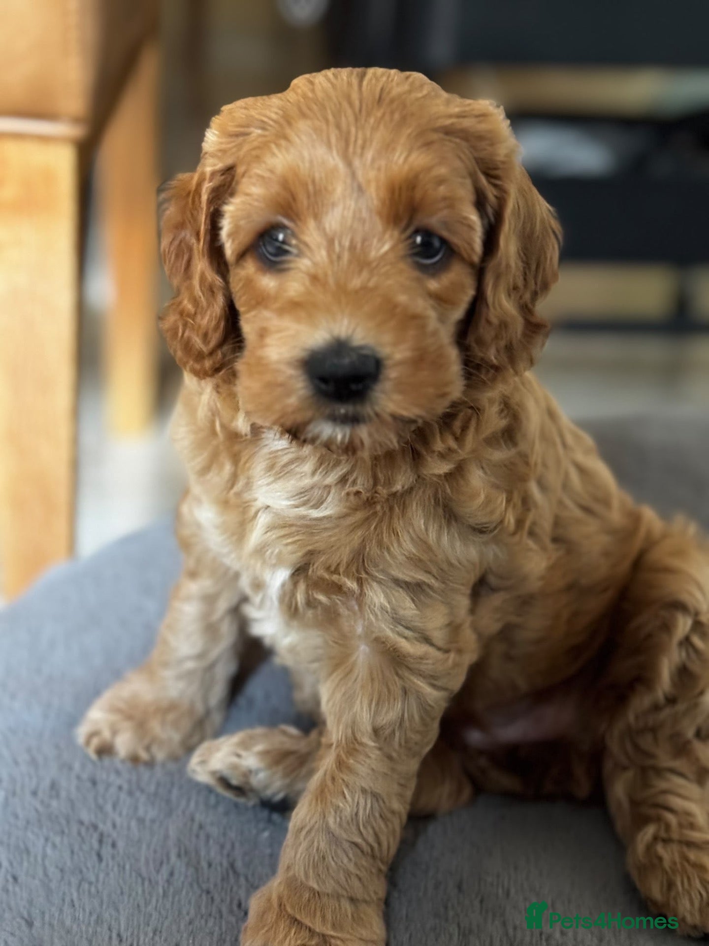 Mixed Breed dogs Gorgeous Red & Apricot Mini Doodle Puppies - Advert 1