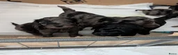 Cockapoo dogs for sale: All female litter of F1B Cockapoos - Advert 14
