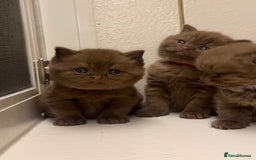 British Shorthair cats for sale: Beautiful cinnamon British shorthair kittens - Image 3