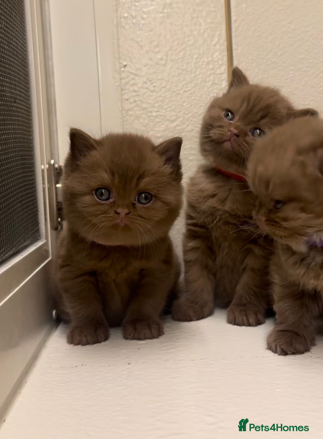 British Shorthair cats for sale: Beautiful cinnamon British shorthair kittens - Image 3