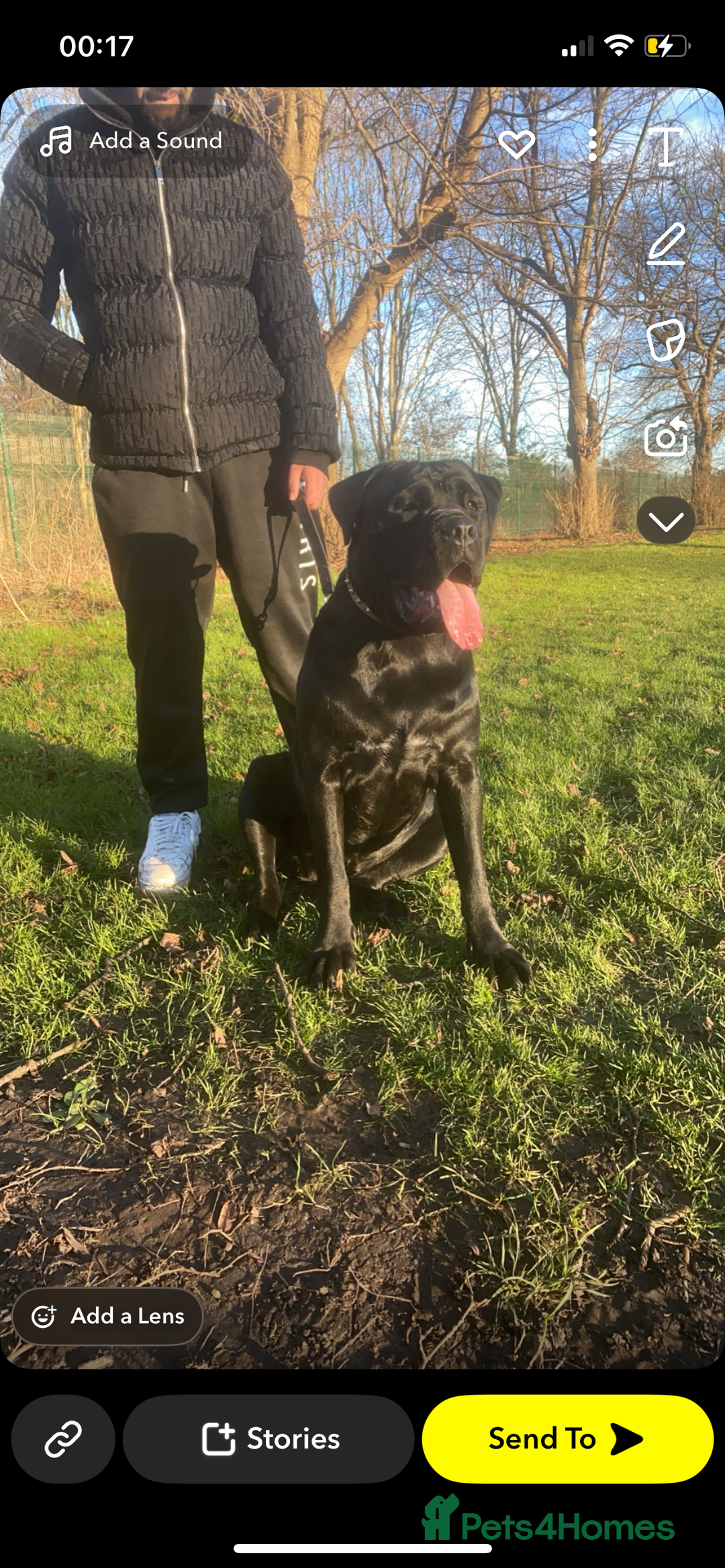 Cane Corso dogs for sale: Full pedigree cane corso - Advert 11