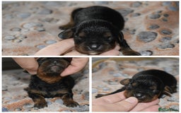 Cavalier King Charles Spaniel dogs for sale: Cavalier King Charles Spaniel puppies - Image 12