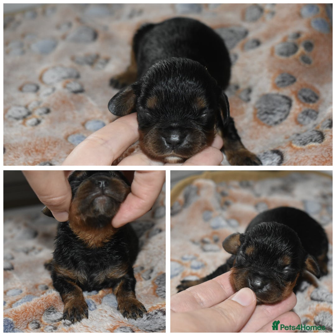 Cavalier King Charles Spaniel dogs for sale: Cavalier King Charles Spaniel puppies - Image 12