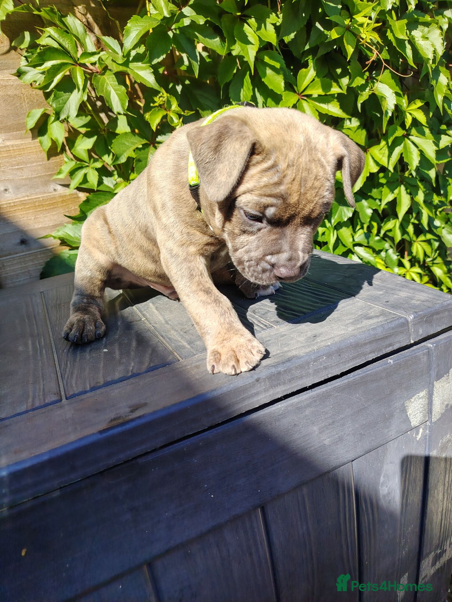 American Bully dogs 🐾ABKC male pocket bully 🐾 blue fawn brindle  - Advert 8
