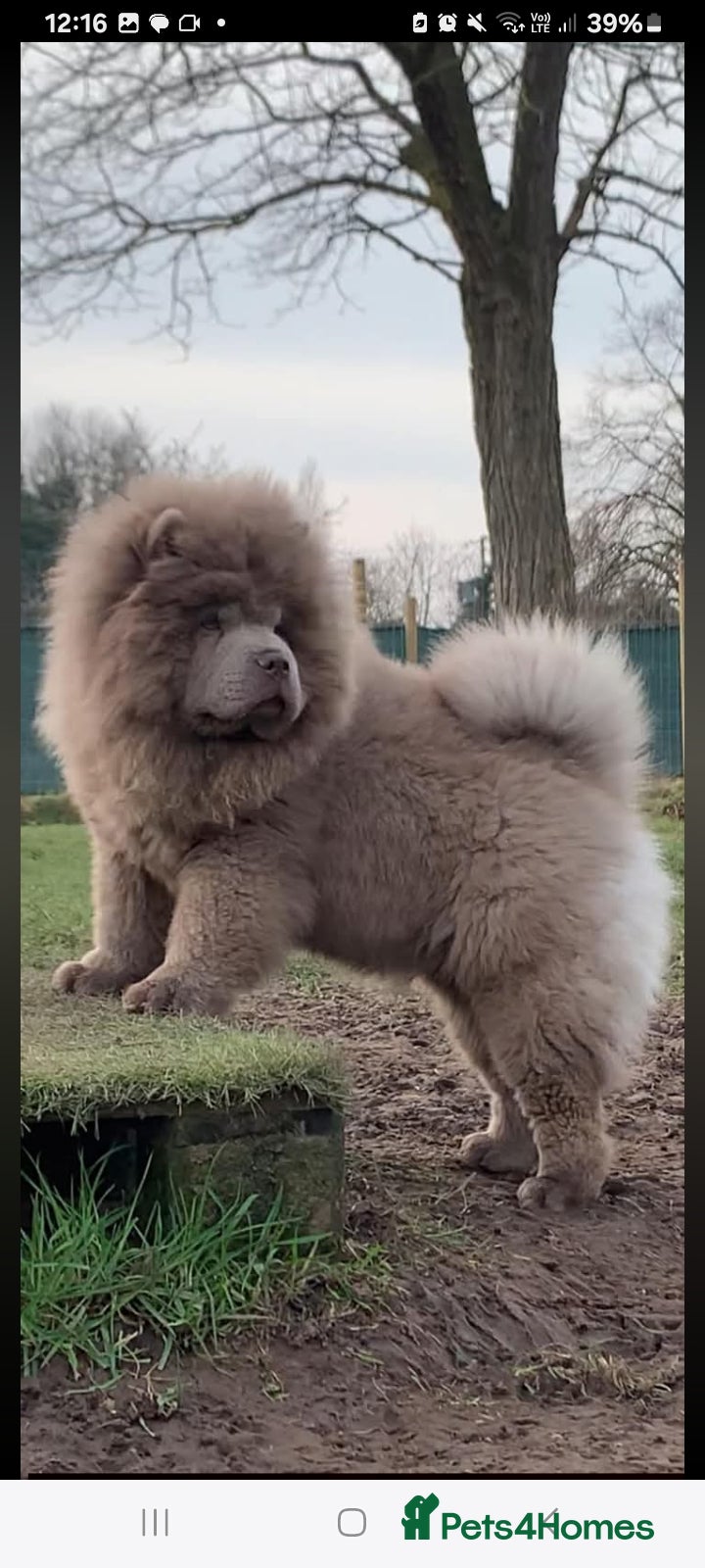 Chow Chow dogs Lilac female chow chow  - Advert 1
