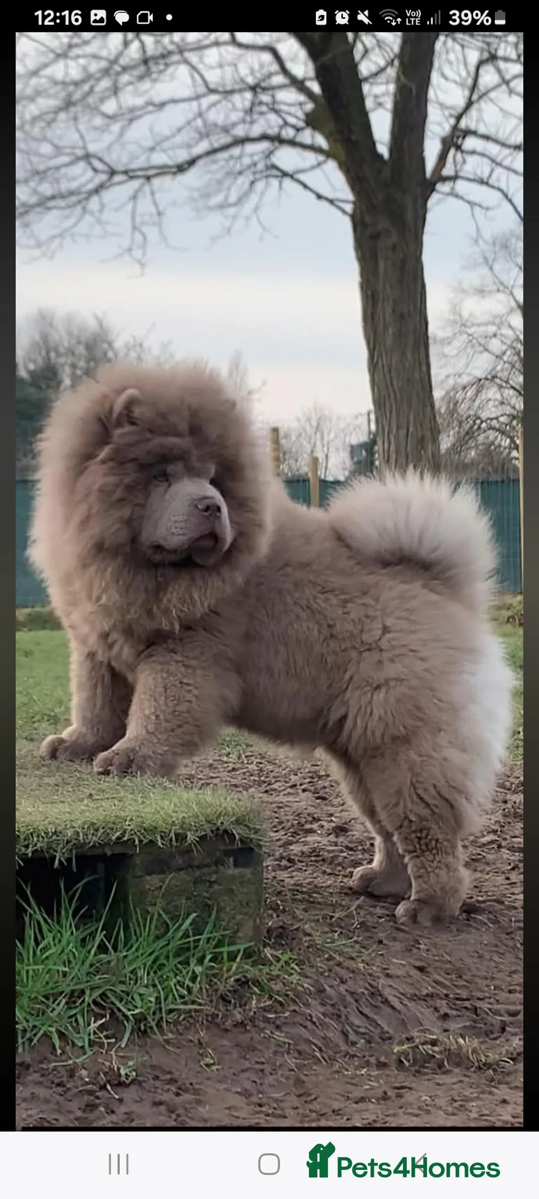 Chow Chow dogs for sale: Lilac female chow chow  - Advert 1