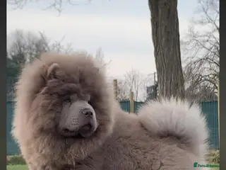 Chow Chow dogs Lilac female chow chow - Advert 1