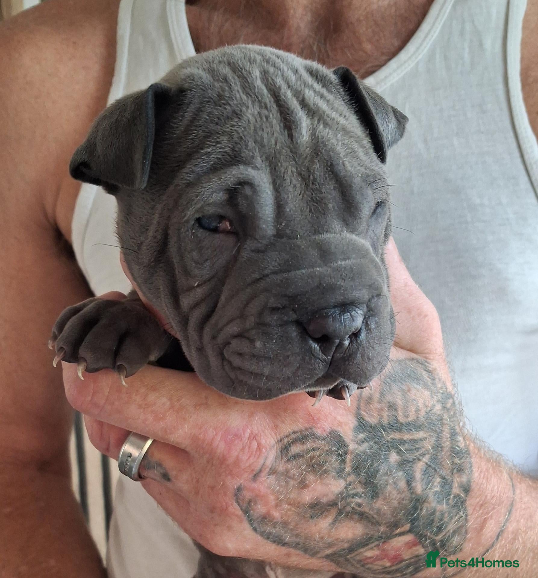 Staffordshire Bull Terrier dogs Staffy x sharpei  - Advert 9