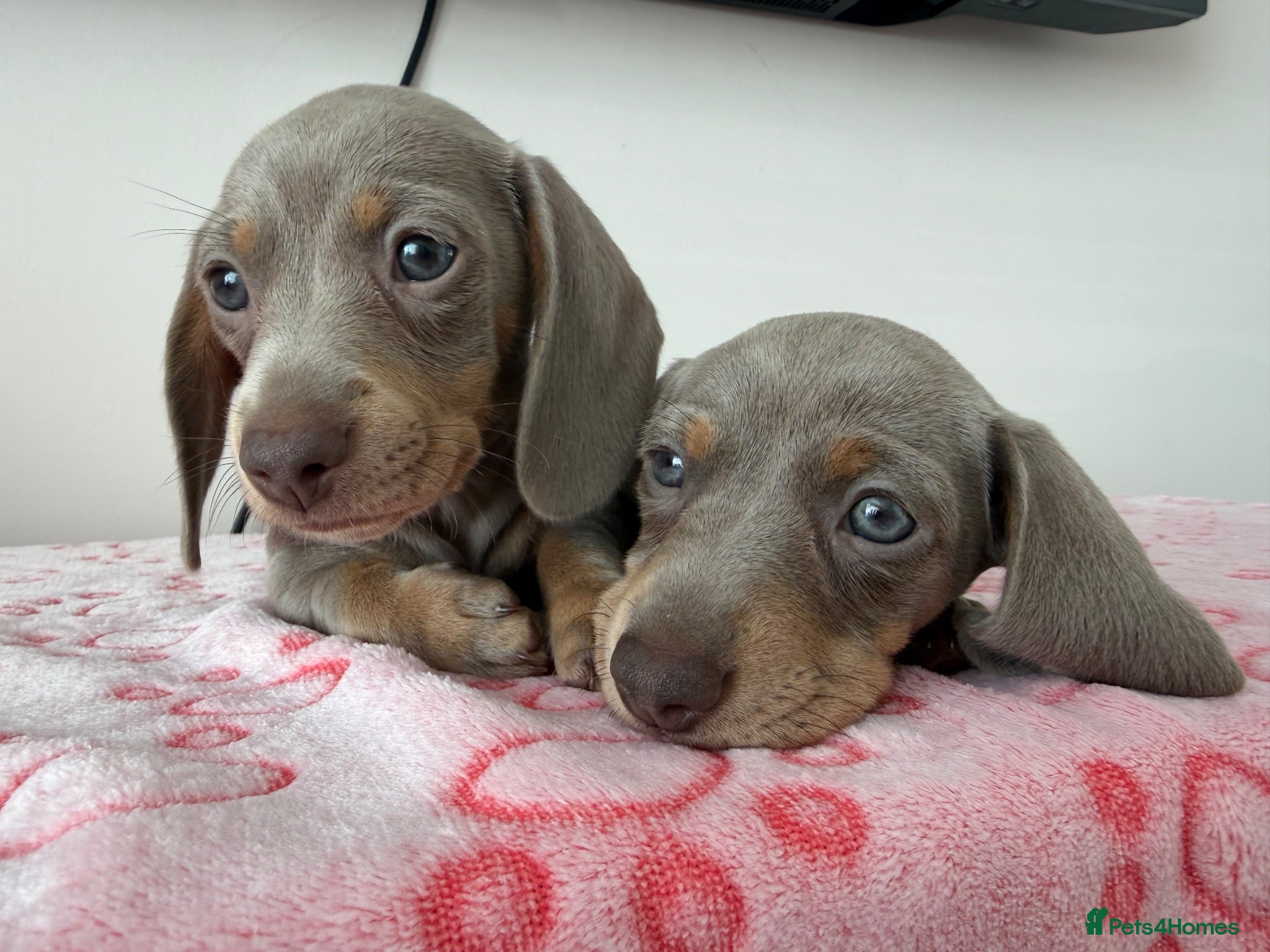 Miniature Dachshund dogs KC Miniature Dachshund Females - Advert 16