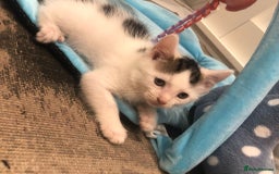 Mixed Breed cats for sale: Lovely kittens 8 weeks old  - Image 9