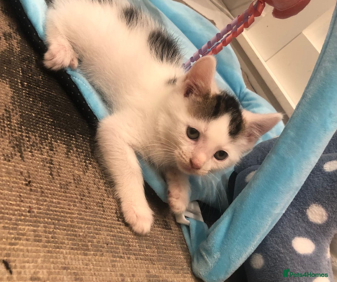 Mixed Breed cats for sale: Lovely kittens 8 weeks old  - Image 9