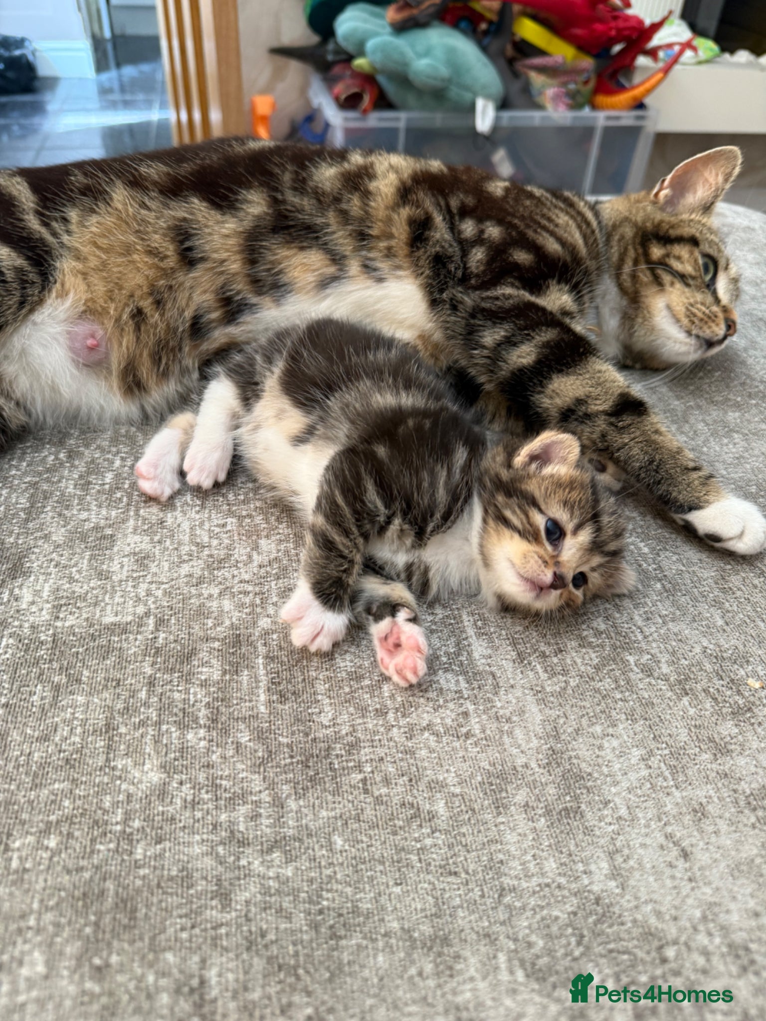 Mixed Breed cats 3 lovely chunky boys for sale  - Advert 1