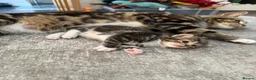 Mixed Breed cats for sale: 3 lovely chunky boys for sale  - Advert 1