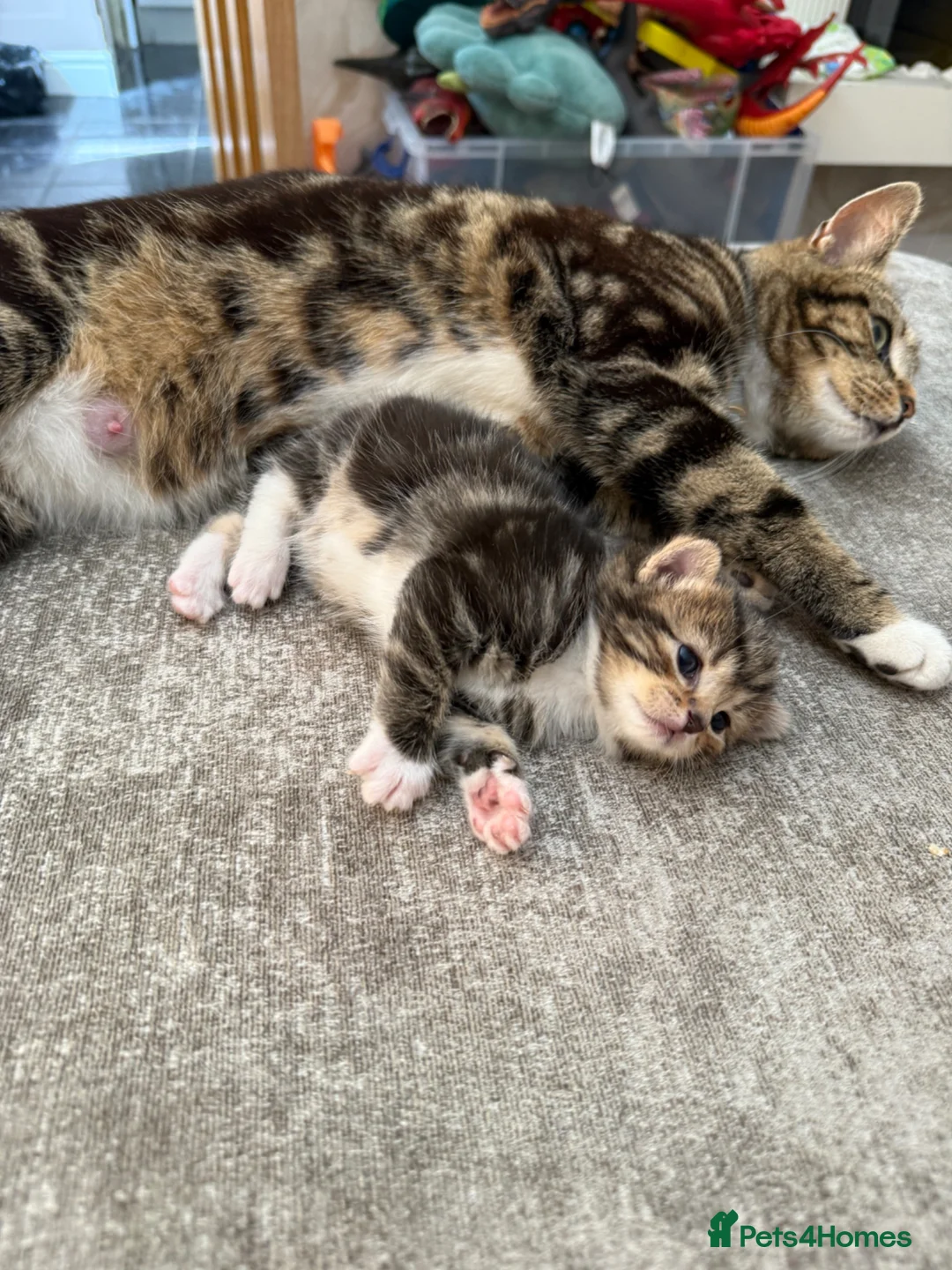 Mixed Breed cats for sale: 3 lovely chunky boys for sale  - Advert 1