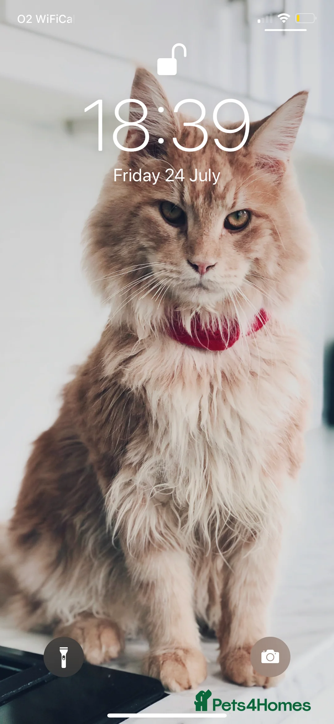 Maine Coon cats for stud: Alphie Maine coon STUD in Atherstone - Advert 6