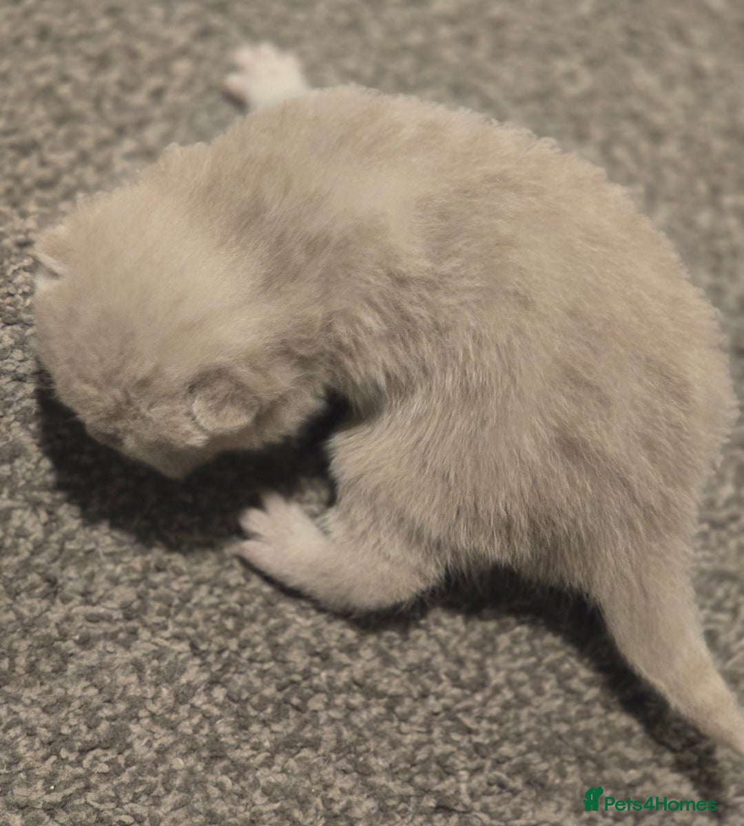 British Shorthair cats for sale: TICA registered BSH and BLH kittens - Advert 6