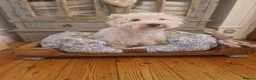West Highland Terrier dogs for sale: Outstanding! Westie puppies - Advert 5