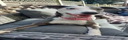 Whippet dogs for sale: 2 Whippets 5 years old - Must stay together - Advert 6