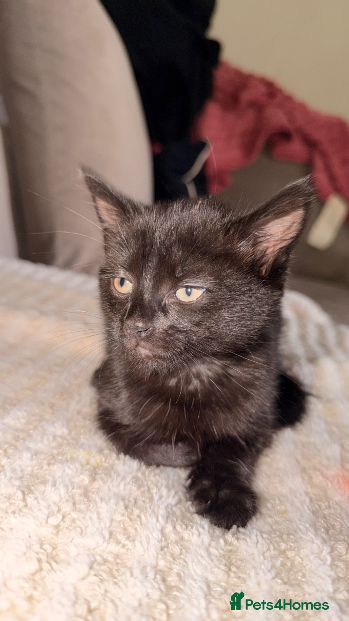 British Shorthair cats Kitten needing home  - Advert 2