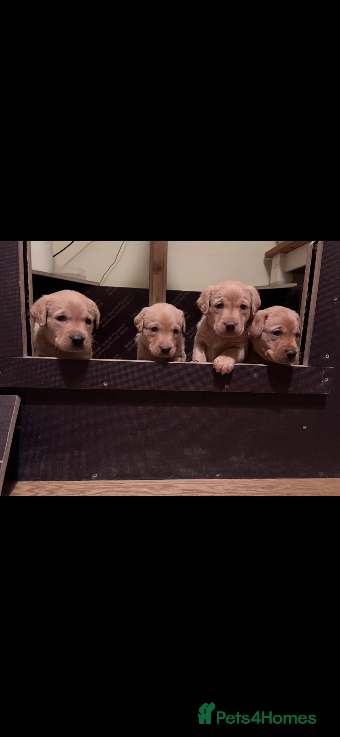 Labrador Retriever dogs for stud: **Fox Red Labrador for Stud** - Advert 5