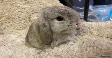 Mini Lop rabbits - Advert 6