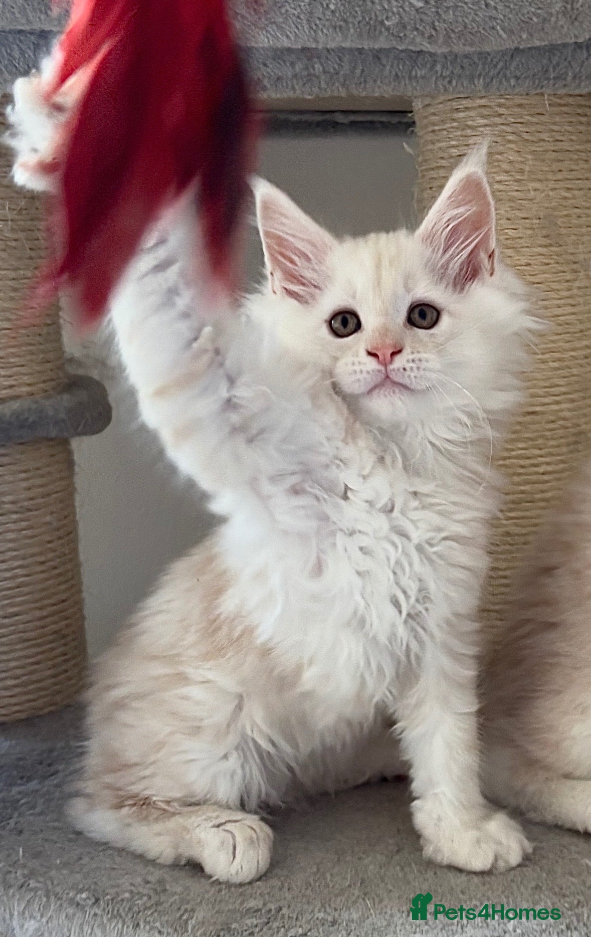Maine Coon cats Stunning litter of Maine coon babies!  - Advert 1