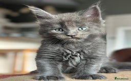 Maine Coon cats for sale: Riverbrue Maine Coon (Active-GCCF) - Image 9