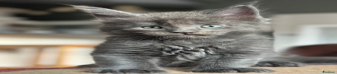 Maine Coon Kitten 1