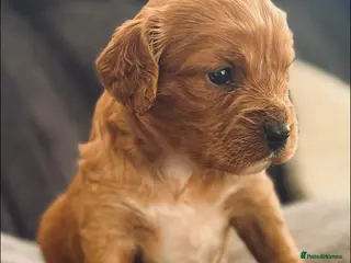 Cavapoo dogs Extensively health tested cavapoos - Advert 16