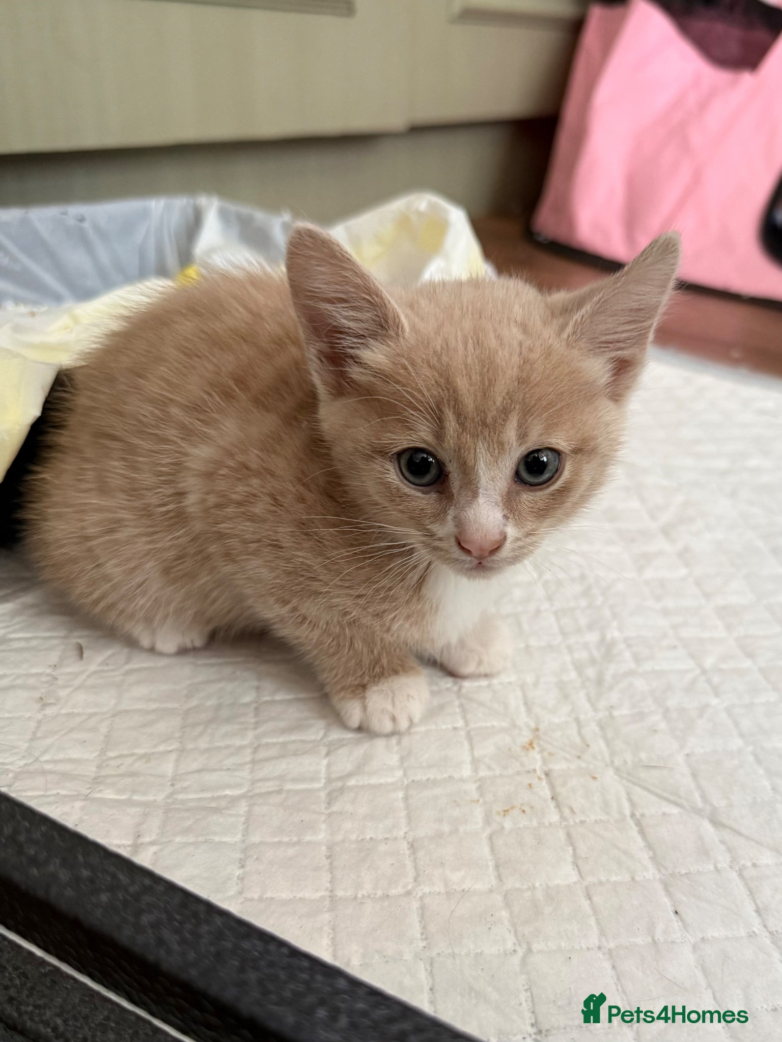 Mixed Breed cats for sale: 3 kittens for sale - Advert 2