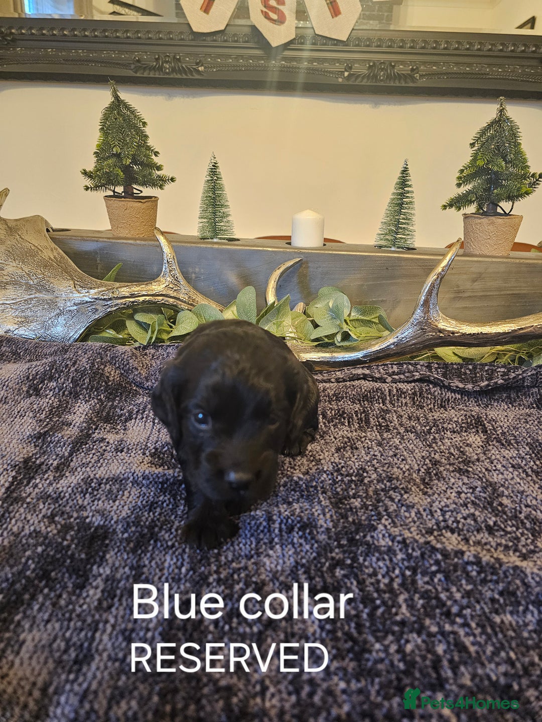 Cockapoo dogs for sale: Cockapoo puppies - Advert 8