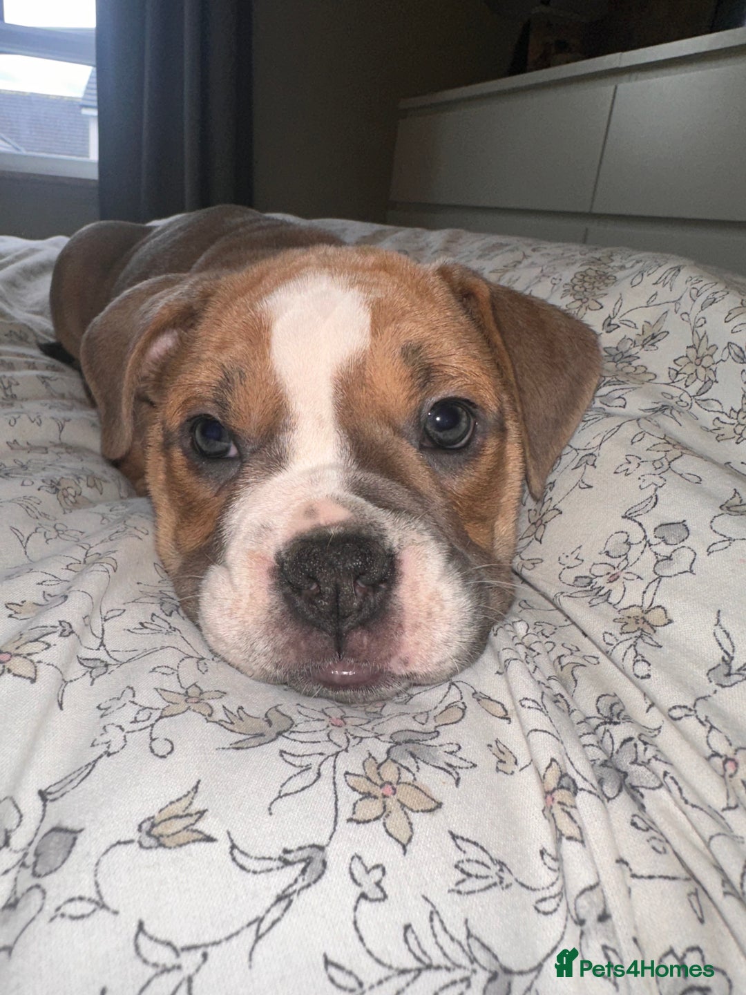 Mixed Breed dogs for sale: 1 female left -  Bitches - Olde English Bulldogge  in Haddington - Image 33