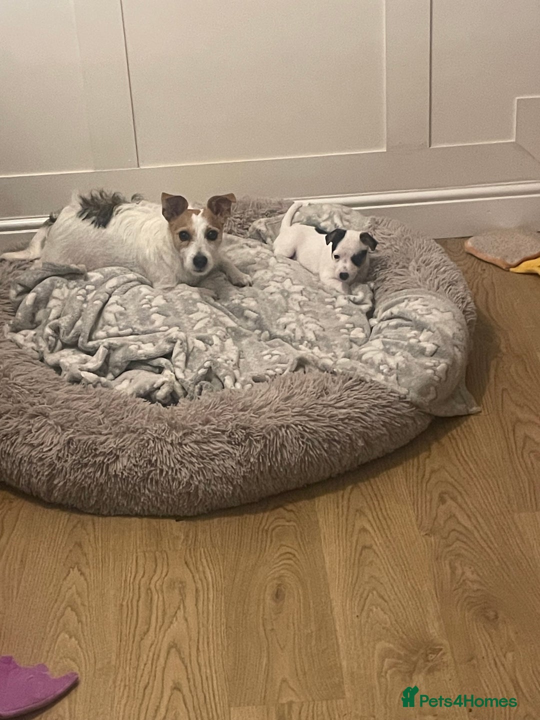 Jack Russell dogs for sale: Short leg pure bred jacks Russel original type .  - Image 8