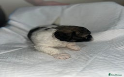 Shihpoo dogs for sale: Shihpoos  - Image 7