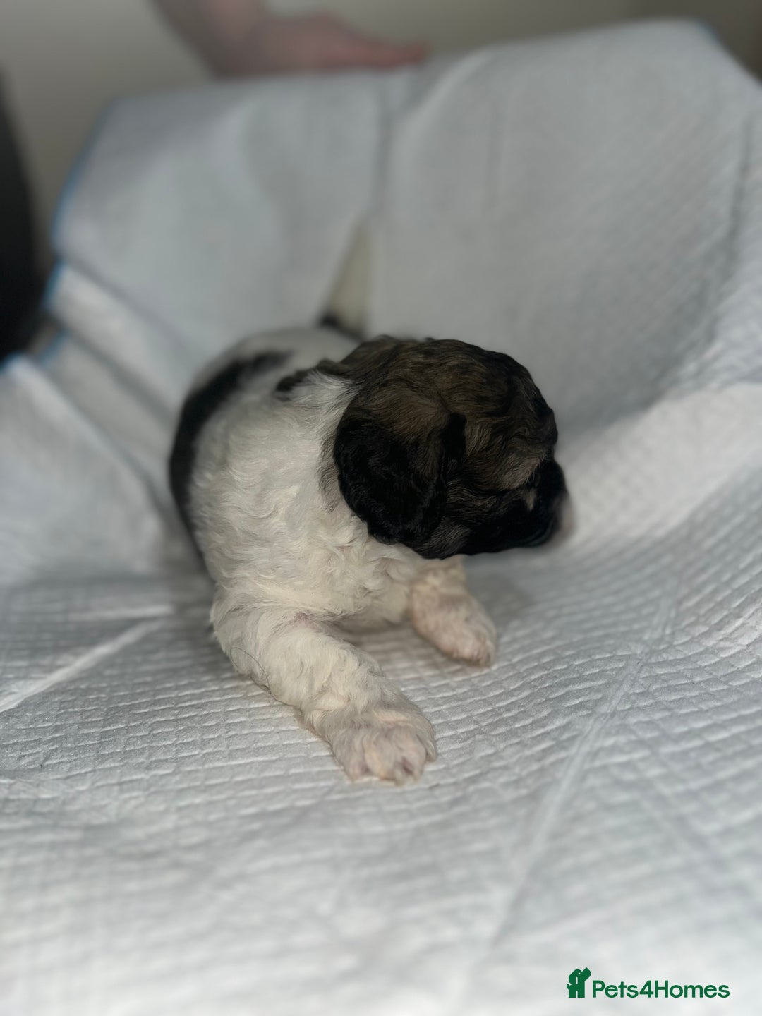 Shihpoo dogs for sale: Shihpoos  - Image 7
