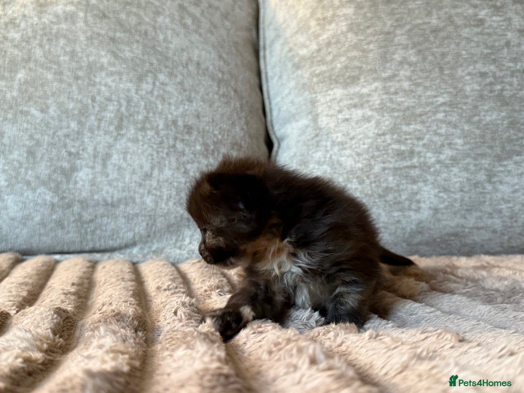 Maine Coon cats for sale: Beautiful Maine Coon Kittens - Advert 17